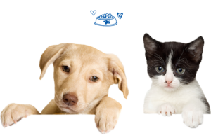 Frenchies For Sale Near Me