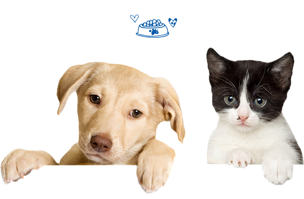 Frenchies For Sale Near Me