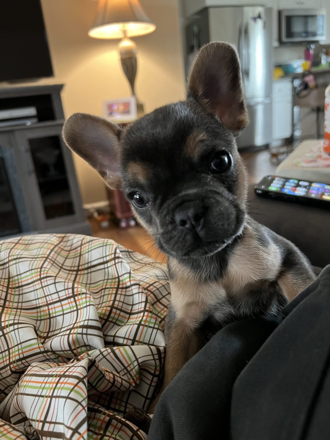 "Our little guy is just perfect!"